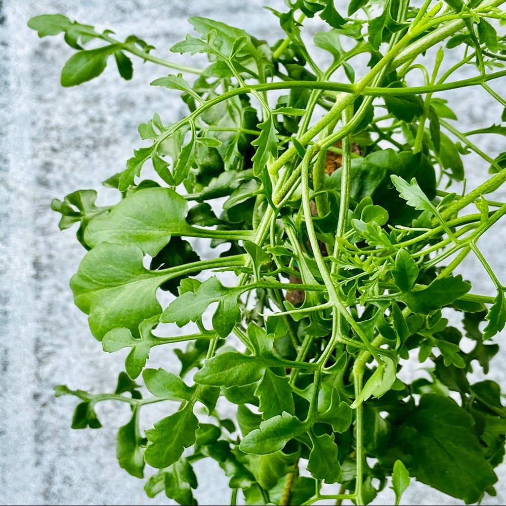 UNROOTED Cuttings RARE Kalanchoe Schizophylla Two Cuttings - Picture 5 of 17